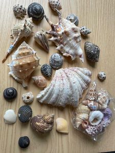 ผู้จัดจำหน่ายเปลือกหอยจำนวนมากสำหรับร้านขายของที่ระลึกและของขวัญ - Product Image 3