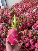Vers Vietnam Drakenfruit Met Rode Schil En Levendig Vleesschoon Oppervlak En Rijke Smaak Verpakt Voor Export Naar Wereldmarkten
