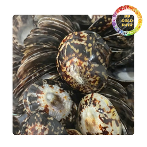 Wholesales High Quality Craft Sea Limpet Shell/ Sea Snail Shell Natural Green - Product Image 3