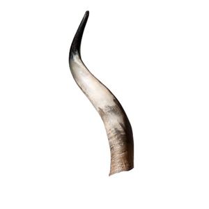 Corne décorative de haute qualité bureau hôtel et maison fait à la main brillant poli et décoration de vacances et cadeau à vendre - Product Image 1