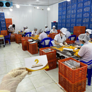 Tranches de mangue séchées douces et sucrées, emballées sous vide, 1 kg, en provenance du Vietnam pour le marché européen - Caryln - Product Image 4