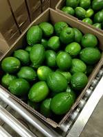 Citron vert sans graines, citron vert frais, agrumes en vrac, origine VIETNAM, disponible, citron vert/JONATHAN + 84766909341, vente en gros