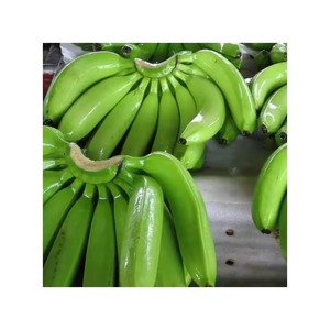 Bananes Cavendish vertes de qualité export, récolte fraîche de première qualité pour le commerce international et la chaîne d'approvisionnement commerciale - Product Image 5