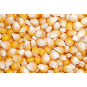 Maíz Amarillo Seco Puro y Orgánico / Maíz Amarillo Deshidratado |   Maíz blanco y maíz amarillo secos a granel disponibles - Product Image 3