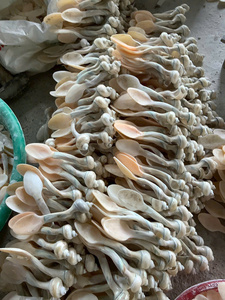Cuchara de Nácar Premium |   Concha Iridiscente Natural de 10 cm |   DISEÑO DE MANILLAR CURVO ÚNICO |   ARTESANÍA EXQUISITA DE VIETNAM - Product Image 5