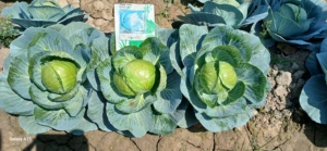 Semillas Híbridas de Col F1 Moon Star Evergreen, 99.9% de Pureza, 85% de Germinación, 2 Años de Vida Útil - Product Image 6