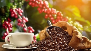 กาแฟโรบัสต้าคั่วบดพิเศษจากเวียดนาม พรีเมียม ได้รับการรับรองมาตรฐาน USDA และ ISO 22000 เกรด AA+ ความเข้มข้น 98% ผลิตภัณฑ์สำเร็จรูป จำหน่ายเป็นกิโลกรัม TNFOOD - Product Image 6