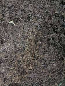 Jalea de Hierba Seca 100% Vietnamita (Mesona Chinensis) - A Granel/Bolsa, Certificación HACCP, 1kg, Origen Vietnam, Sra. Lily - Product Image 2