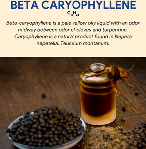 Bêta-caryophylène de haute pureté, composé aromatique naturel, ingrédient chimique pour la création de parfums et les formulations cosmétiques - Product Image 2
