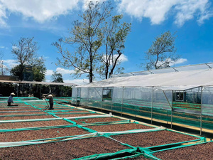 HANCOFFEE Proveedor Vietnamita de Granos de Café Verde Cosecha 2026, Mejor Precio, Arábica Grado 123, Tamaño 14-18, Granos de Café Crudos - Product Image 3