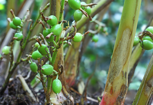 Cardamome verte, Elaichi vert, gousses de cardamome, cardamome verte de qualité supérieure, cardamome verte indienne, cardamome de qualité export, cardamome naturelle - Product Image 2