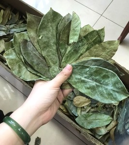 ขายส่งผงใบทุเรียนเทศแห้ง | ผู้จำหน่ายพรีเมี่ยมจากเวียดนาม - Product Image 2