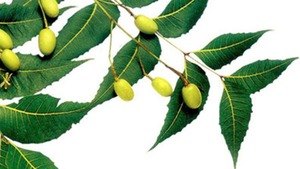 Extrait de feuille de neem de haute qualité, CO2, vitamine, ingrédient actif issu de la cire végétale, extraction par fluide supercritique, conditionnement en boîte - Product Image 4