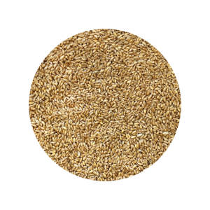 Grano de Trigo Integral Entero, Entrega de Calidad Natural, Procesamiento y Empaque Seguro para Importadores Mayoristas y Proveedores de Alimentos - Product Image 5