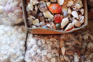 Conchas Marinas Naturales al por Mayor para Decoración de Playa - Product Image 6