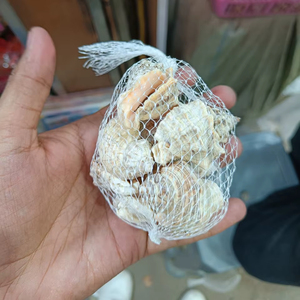 Wholesale Natural Sea Shells Single Style Decorative Shell Pack for Craft Aquarium Wedding Decor - Product Image 1
