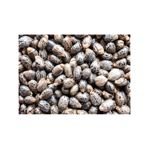 <span class=keywords><strong>Semi</strong></span> di Ricino di Alta Qualità, Essiccati, Grezzi, di Tipo Premium, per la Vendita all'Ingrosso - Product Image 3