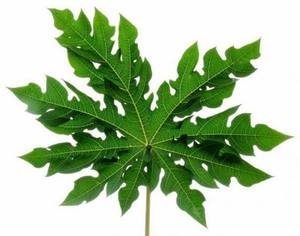 Hojas de Papaya Premium – Naturales, Orgánicas y de Alta Calidad // Mr.Tom - Product Image 2