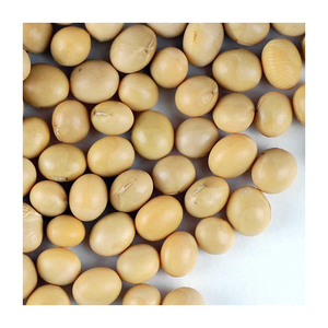Frijoles Amarillos de Calidad Premium Ofrecidos para Producción Alimentaria a Gran Escala y Suministro Minorista - Product Image 6
