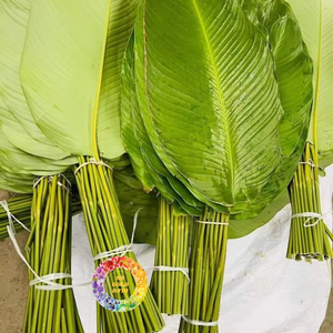 Hoja de Dong para Envolver Pasteles y Decorar Alimentos, Reemplazo de Bolsas de Plástico, Biodegradable, Proveedor Ecológico - Product Image 6