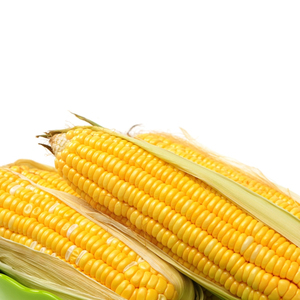 Suministro al por mayor de nutrición para ganado: alimento para animales con maíz amarillo, calidad de grano natural y envío a granel confiable. - Product Image 3
