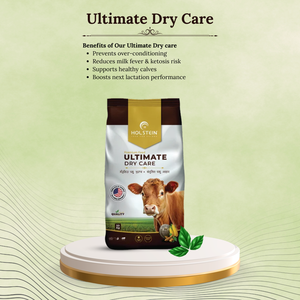 Mejor Alimento Seco para Vacas 50kg – Nutrición de Cuidado Superior para <span class=keywords><strong>Ganado</strong></span> Lechero - Product Image 3