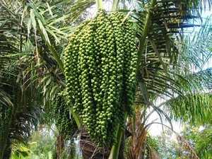 ท็อปปิ้งชานมไข่มุกเมล็ดปาล์มรสชาติธรรมชาติพรีเมียม เนื้อนุ่มหนึบ หวานอร่อย ขนมหวานชานมผลไม้ปาล์ม - Product Image 4