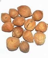 Cocos pequeños pulidos (Laghu Shriphal) - 11 piezas para la Pooja de Mahalaxmi en Navidad, templo, Havan