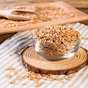 Semillas de Trigo Duro Secas Premium con Excelente Calidad de Grano para la Elaboración de Pasta y Fabricación de Alimentos para Cultivo Estacional - Product Image 1