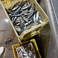 Sardines en conserve de qualité supérieure en sauce tomate 125g, riches en protéines, certifiées HALAL, OEM, marque privée, produits de la mer conservés