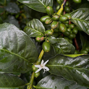 HANCOFFEEE Café Robusta y Arábica Verde/Crudo de Vietnam para Comercio - Bolsa de Yute/PP de 60 kg - Muestra Gratis y MOQ Bajo - Product Image 1