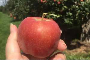 Manzanas Frescas de Primera Calidad, Cosechadas en Granja, Crujientes y Jugosas, Ocean Link Exim para Suministro al por Mayor y Mercados Minoristas Diarios - Product Image 4