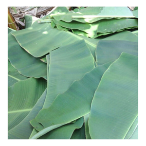 Hojas de Plátano Naturales Congeladas para Empaque de Alimentos Cero Desperdicio, Servicio de Alimentos Orgánicos e Industria de Catering Comercial a Nivel Mundial - Product Image 4