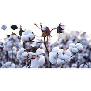 Vente en gros de rembourrage en coton biologique pur à 100 %, acheter auprès d'un exportateur belge - Product Image 2