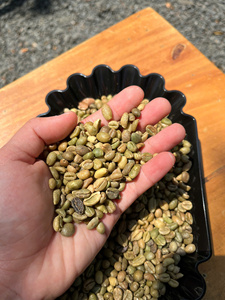เมล็ดกาแฟดิบคุณภาพสูงสำหรับการค้าส่งเชิงพาณิชย์ กระบวนการอบแห้งแบบ Green Coffee Beans Excelsa ได้รับการรับรอง ผลิตจากเวียดนาม บรรจุถุง 60 กก. - Product Image 4