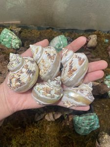 เปลือกหอยเทอร์โบสีเขียวธรรมชาติ ขัดเงาด้วยมือ สำหรับงานศิลปะตกแต่งและของตกแต่งบ้าน - Product Image 2