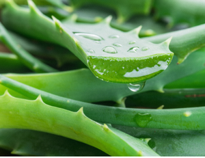 Gel d'aloe vera à base de plantes pour la peau et les cheveux Girnar, gel d'aloe vera apaisant pour la peau de qualité supérieure - Product Image 6