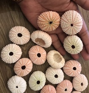 MÁS VENDIDO: Conchas de Erizo de Mar Azul Lotus Modernas y Ecológicas, Recogidas a Mano en Vietnam, para Centros de Mesa de Bodas en la Playa y Decoración Oceánica - Product Image 3