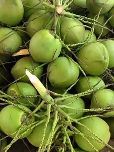 มะพร้าวน้ำหอมสดพรีเมียมจากเวียดนาม - น้ำหวานธรรมชาติ - ราคาขายส่งที่ดีที่สุด // คุณทอม - Product Image 6