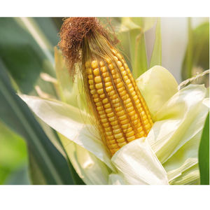 ข้าวโพดสีเหลือง ข้าวโพดแห้ง ข้าวโพดป๊อปคอร์น - Product Image 4