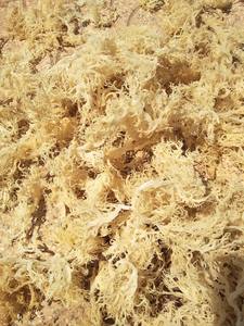 สาหร่ายทะเลดิบคุณภาพส่งออกจากเวียดนามโดย 99 โกลด์ ดาต้า สำหรับสุขภาพ ดีท็อกซ์ สมูทตี้ วีแกน อาหารเสริม - Product Image 2