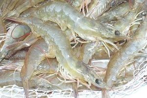 CREVETTES VANNAMEI CONGELÉES DE QUALITÉ SUPÉRIEURE EN GROS – FOURNISSEUR DE PRODUITS DE LA MER FRAISSES DU VIETNAM - Product Image 4