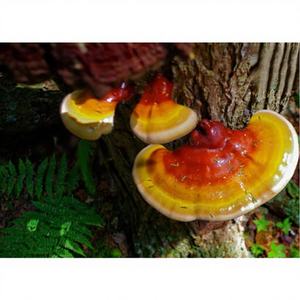 Extracto de hongo chaga en polvo, superalimento natural rico en antioxidantes para el bienestar, la inmunidad, la vitalidad y el apoyo diario para la salud. - Product Image 1