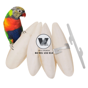 HOT SELLING Hueso de Sepia Natural de 15-20cm, Seco y Entero, para Aves y Loros, Juguete Masticable de Calcio para Recortar el Pico - Product Image 4