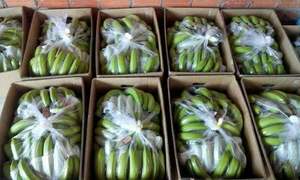 Plátanos Frescos, la Mejor Opción para Compradores de Qatar, Fruta Tropical de Vietnam por 99 Gold Data - Product Image 5