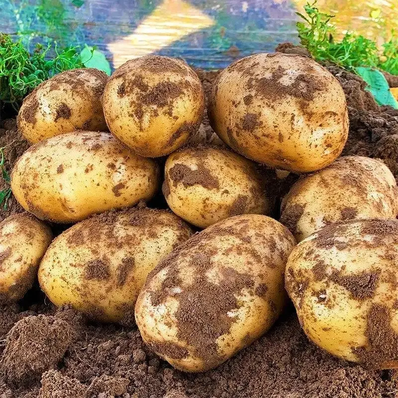Fornitori sfusi di patate fritte surgelate coltivate biologiche in europa