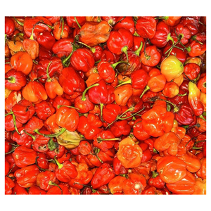 พริกฮาบาเนโรสด อายุการเก็บรักษานาน ระบบควบคุมอุณหภูมิที่เหมาะสม คุณภาพส่งออก - Product Image 5