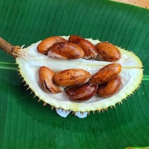 ผงเมล็ดทุเรียนขาวละเอียด ผงเมล็ดทุเรียนบด แป้งเมล็ดทุเรียนซิเบธินัส ความหนืดสูง ความสามารถในการทำให้เป็นเจลแข็งแรง - Product Image 2