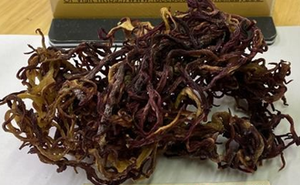 Alga Marina Seca Premium Eucheuma Cottonii Precio de Fábrica y Musgo Marino Morado Crudo Seco en Bolsas de 25 kg - Product Image 5