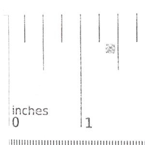 ต่างหูเพชรทรงกลมเจียระไนแบบบริลเลียนท์ น้ำหนัก 1/3 กะรัต ทองคำขาว 14K สีขาวบริสุทธิ์  แบบคลาสสิก 4 ขา สี J-K ความใส I1-I2 - Product Image 5